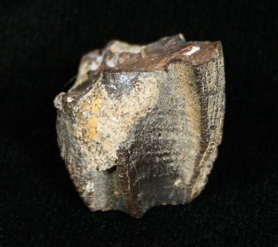 Worn Triceratops Tooth - Montana #4465